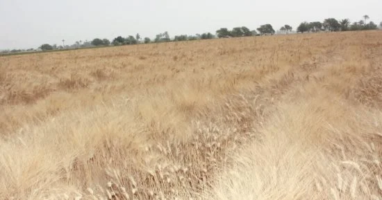 ارتفاع متوسط نصيب الفرد