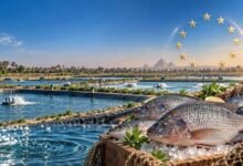 الاستزراع السمكي المصري